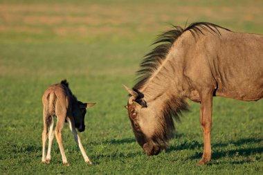 Mavi bir antilop (Connochaetes taurinus) ve genç bir buzağı, Kalahari çölü, Güney Afrika