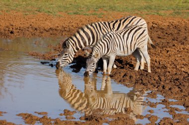 Güney Afrika 'daki Mokala Ulusal Parkı' nda bir su birikintisinde içen zebralar (Equus burchelli)