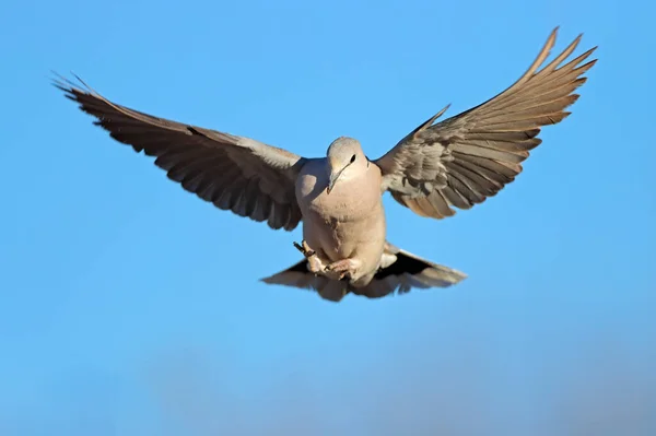 Cape Turtle Dove Streptopelia Capicola Letu Otevřenými Křídly Jihoafrická Republika — Stock fotografie