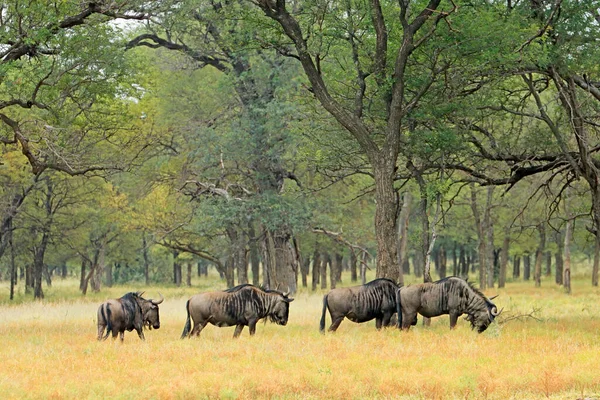 Stado Dzikich Zwierząt Connochaetes Taurinus Krajobrazie Sawanny Republika Południowej Afryki — Zdjęcie stockowe