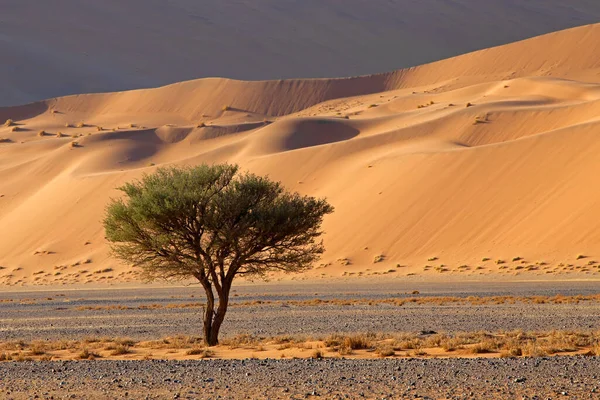 Woestijnlandschap Met Doornboom Sossusvlei Namibische Woestijn Namibië — Stockfoto