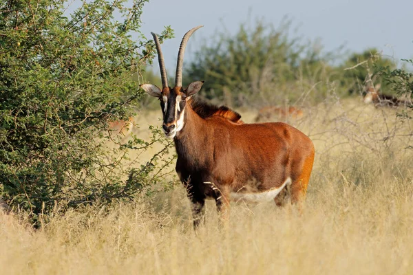 Antilope Zibellino Hippotragus Niger Habitat Naturale Sud Africa — Foto Stock