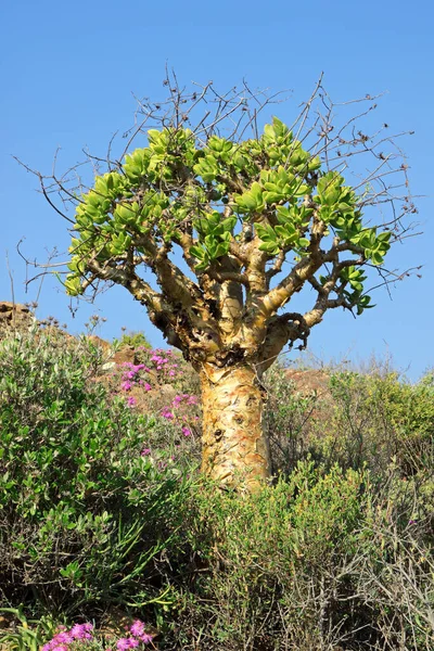 Bir tereyağı çalısı (Tylecodon paniculatus), Namaqualand, Güney Afrika
