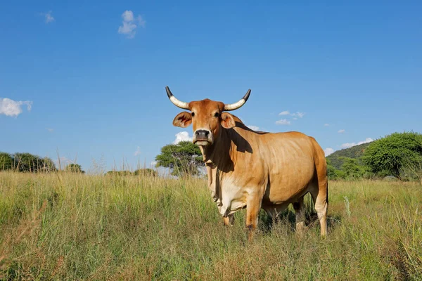 Volný Výběh Brahman Kráva Pastvinách Venkovské Farmě Jižní Afrika — Stock fotografie