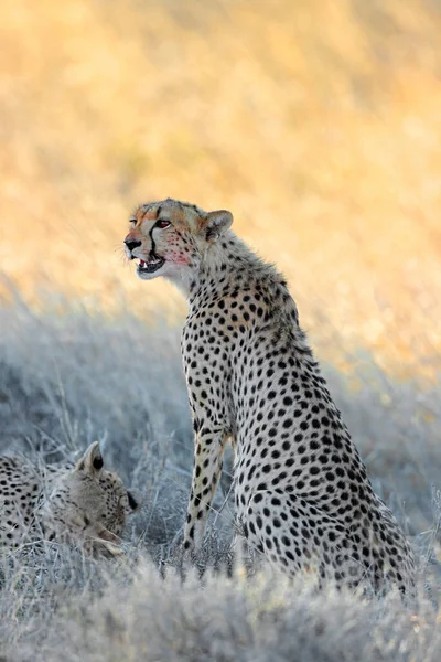 Alert Cheetah Acinonyx Jubatus Natural Habitat South Africa — Stock Photo, Image