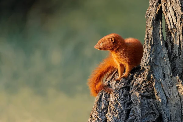 Slender Mongoose Galerella Sanguinea Sitting Tree South Africa — Stock Photo, Image