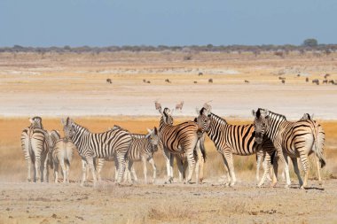 Zebralar (Equus burchelli) doğal yaşam alanı, Etosha Ulusal Parkı, Namibya