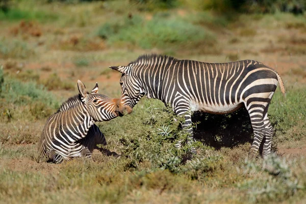 Zebras Montanhosas Cabo Equus Zebra Habitat Natural Parque Nacional Mountain — Fotografia de Stock