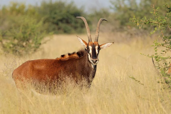 Sobolí Antilopa Hippotragus Niger Přírodním Stanovišti Jihoafrická Republika — Stock fotografie