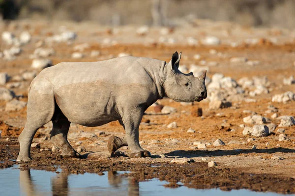 Rinoceronte Negro Diceros Bicornis Buraco Água Parque Nacional Etosha Namíbia Fotografia De Stock
