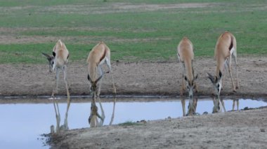 Springbok antilopları (Antidorcas marsupialis) Güney Afrika 'da Kalahari Çölü' nde bir su birikintisinde içerler.