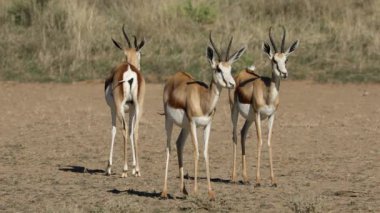 Springbok antilopları (Antidorcas marsupialis) doğal habitat, Kalahari çölü, Güney Afrika