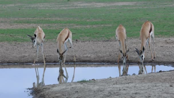 Antilopi Springbok Antidorcas Marsupialis Che Bevono Una Pozza Acqua Nel — Video Stock