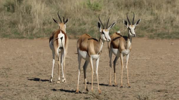 Antílopes Springbok Antidorcas Marsupialis Habitat Natural Deserto Kalahari África Sul — Vídeo de Stock