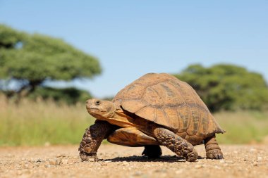 Leopar kaplumbağası (Stigmochelys pardalis) doğal yaşam alanında yürüyor, Güney Afrika