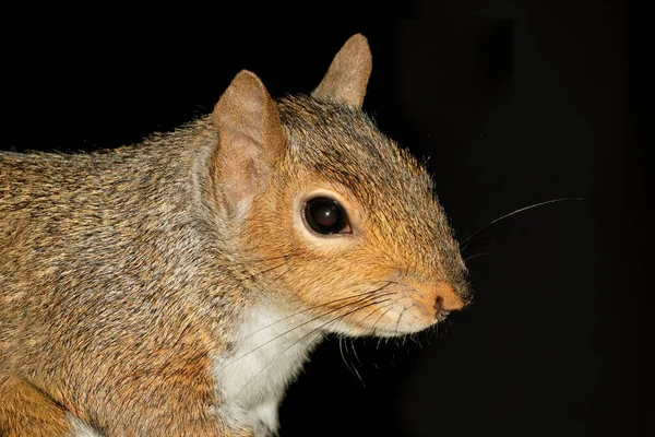 Портрет Серой Белки Sciurus Carolinensis Черном Фоне — стоковое фото