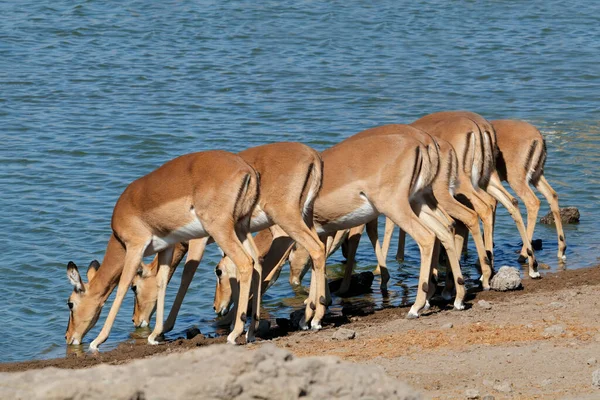 Impala Antilopen Aepyceros Melampus Drinken Een Waterput Etosha Nationaalpark Namibië — Stockfoto