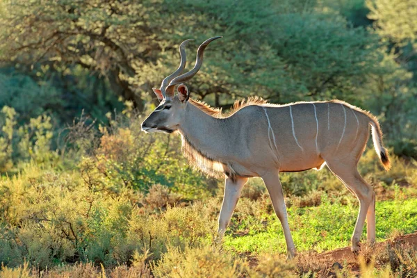 Antelope Van Mannelijke Koedoe Tragelaphus Strepsiceros Natuurlijke Habitat Zuid Afrika — Stockfoto