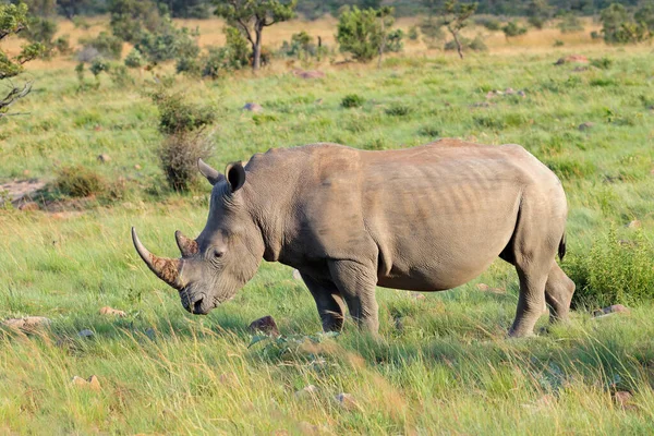 Вымирающий Белый Носорог Ceratotherium Simum Естественной Среде Обитания Юар — стоковое фото