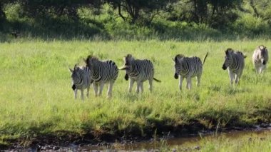 Doğal yaşam alanında yürüyen zebralar (Equus burchelli), Mokala Ulusal Parkı, Güney Afrika