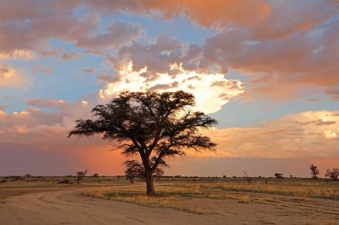 Siluetli Afrika dikenli ağaç ve bulutlarıyla gün batımı, Kalahari Çölü, Güney Afrika