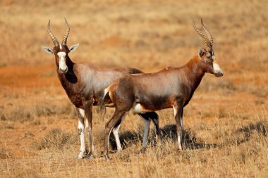 Blesbok antilopları (Damaliscus pygargus) doğal yaşam alanı, Zebra Dağı Ulusal Parkı, Güney Afrika