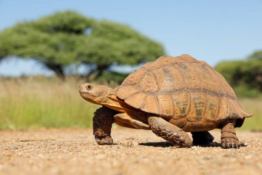 Leopar kaplumbağası (Stigmochelys pardalis) doğal yaşam alanında yürüyor, Güney Afrika
