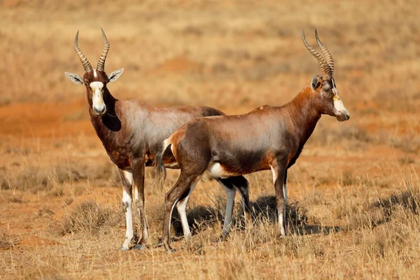 Antilopes Blesbok Damaliscus Pygargus Dans Habitat Naturel Parc National Mountain — Photo