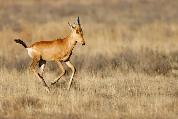 Young Red Hartebeest Alcelaphus Buselaphus Running Grassland Mountain Zebra National — Stock Photo, Image