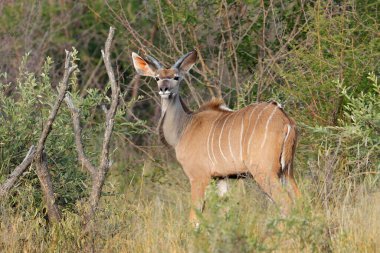 Genç erkek antilop (Tragelaphus strepsiceros) doğal yaşam alanında, Güney Afrika