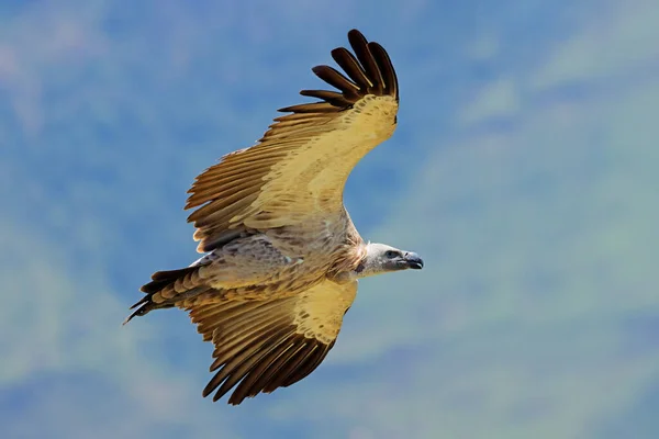 在飞行中 南非的濒危的秃鹫 Coprotheres — 图库照片