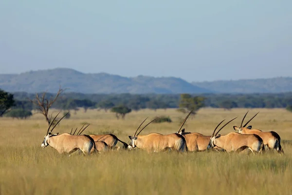 Gemsbok Antelopes Oryx Gazella Walking Fissland Mokala National Park South — стоковое фото