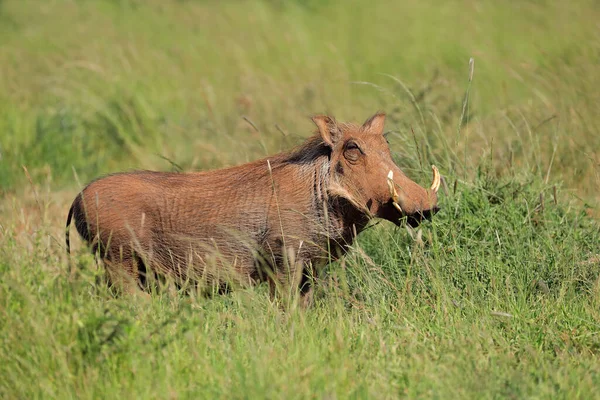 Warthog Phacochoerus Africanus Přírodním Prostředí Národní Park Mokala Jihoafrická Republika — Stock fotografie