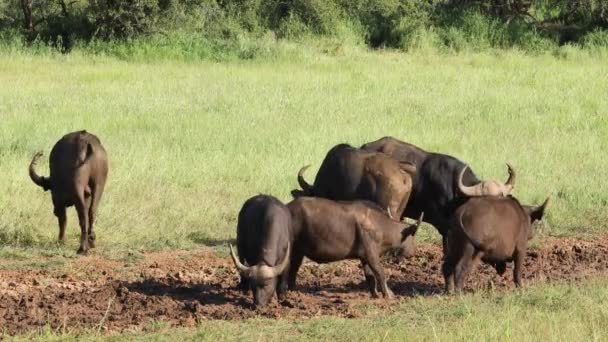 African Cape Buffaloes Syncerus Caffer Dans Trou Eau Boueux Parc — Video