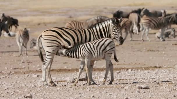 纳米比亚埃托沙国家公园 一头草原斑马 Equus Burchelli 和小鹿 — 图库视频影像