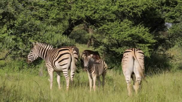 Flachzebras Equus Burchelli Natürlichem Lebensraum Mokala Nationalpark Südafrika — Stockvideo