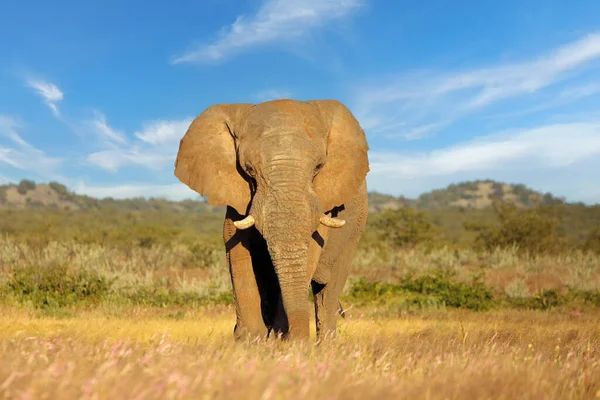 Toro Elefante Africano Grande Loxodonta Africana Parque Nacional Etosha Namibia — Foto de Stock