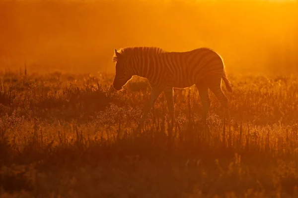 Plains Zebra Equus Burchelli Dust Sunrise Etosha National Park Namibia — Stockfoto