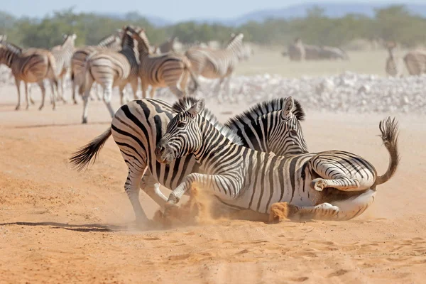 Walka Dwóch Ogierów Równiny Zebra Equus Burchelli Park Narodowy Etosha — Zdjęcie stockowe