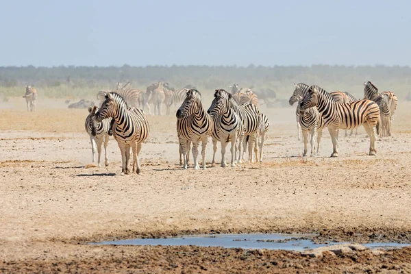 Cebras Planas Equus Burchelli Pozo Agua Polvoriento Parque Nacional Etosha —  Fotos de Stock