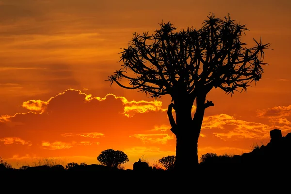 Silhouet Van Een Trillende Boom Aloë Dichotoom Bij Zonsondergang Namibië — Stockfoto