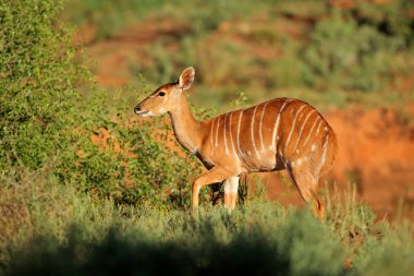 Kadın Nyala antilop (yayılım gösterir: angasii) doğal ortamlarında Mokala National Park, Güney Afrika