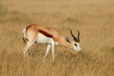 Springbok antilobu (Antidorcas marsupialis) doğal yaşam alanı, Etosha Ulusal Parkı, Namibya