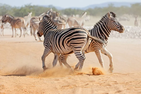 Walka Dwóch Ogierów Równiny Zebra Equus Burchelli Park Narodowy Etosha — Zdjęcie stockowe