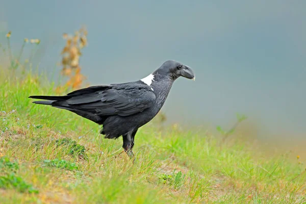 White Necked Raven Corvus Albicollis Sitting Green Grass South Africa — Stock Photo, Image