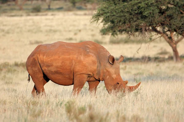 Rinoceronte Branco Ameaçado Extinção Ceratotherium Simum Pastando Pastagens África Sul — Fotografia de Stock