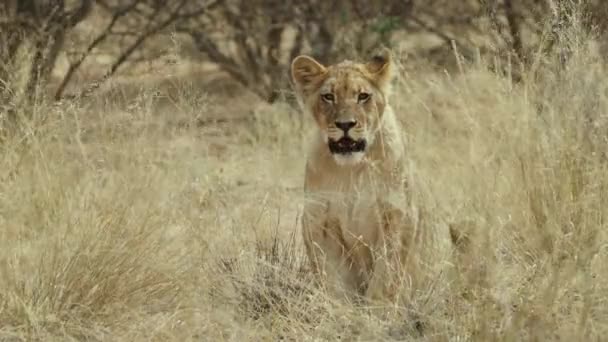 南非卡拉哈里沙漠 一头警觉的小狮子 豹狮子座 正在观察它的周围环境 — 图库视频影像