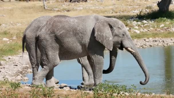 纳米比亚埃托沙国家公园 两只非洲大象 Loxodonta Africana 在一个水坑里放牛 — 图库视频影像