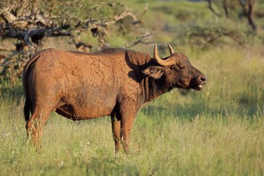 Doğal yaşam alanı, Mokala National park, Güney Afrika bir Afrika Buffalo'da (Syncerus caffer)