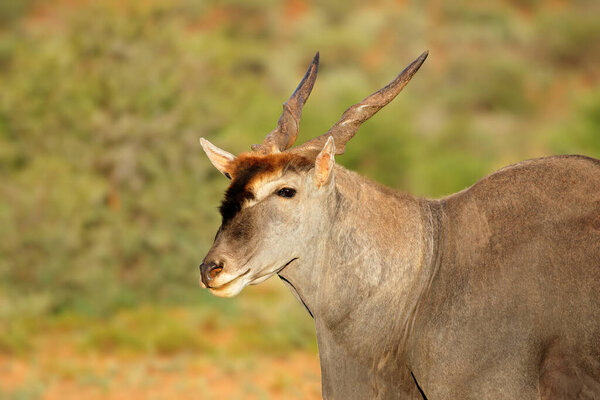 Портрет самца антилопы (Trafabhus oryx), Национальный парк Мокала, Южная Африка